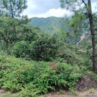 2礦同出！260萬方/年！廣東砂石大礦掛牌出讓